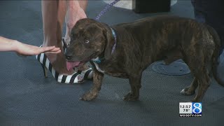 Kcas Pets Of The Week Victoria And Goofy