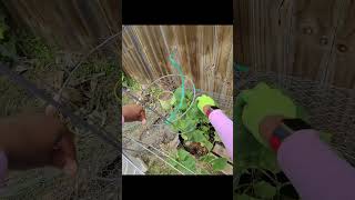 Moving cucumbers to an A-frame trellis🥒 #garden #cumber #fruitbearingplants #gardening #tips #viral