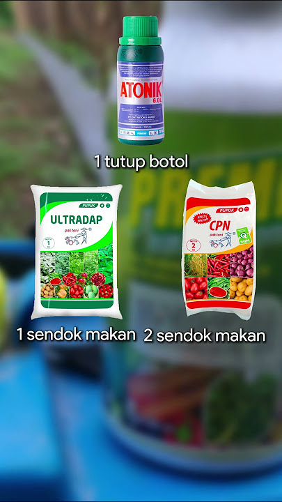 4 Pupuk Perkuat Batang dan Akar Tanaman Cabe, Antisipasi Busuk Batang Musim Hujan