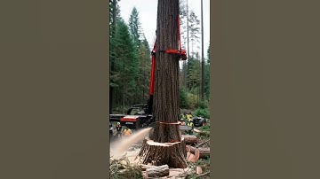 What Really Happens in Modern Tree Cutting 😱🌲⚡#shorts#saiyaara#stihl#wood#treecutting#excavator#jcb