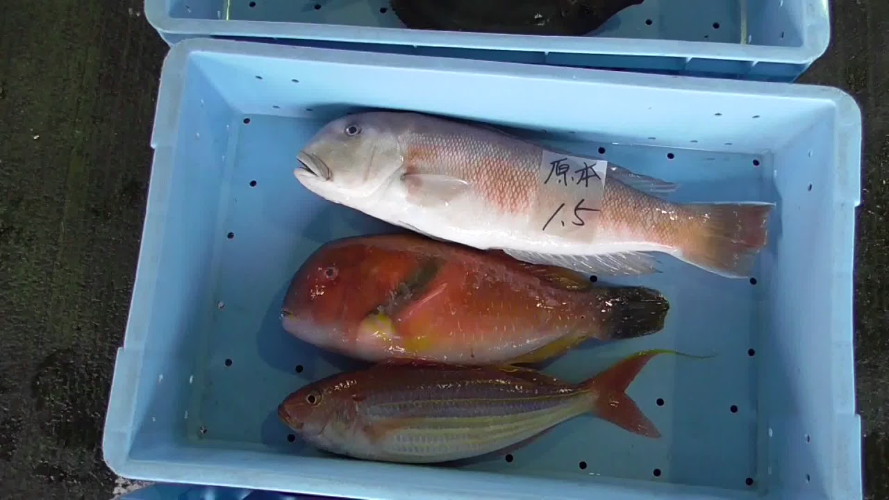 甘鯛太郎 アマダイ、イラ、イトヨリダイ。釣太郎の海水魚、よく似た地魚紹介