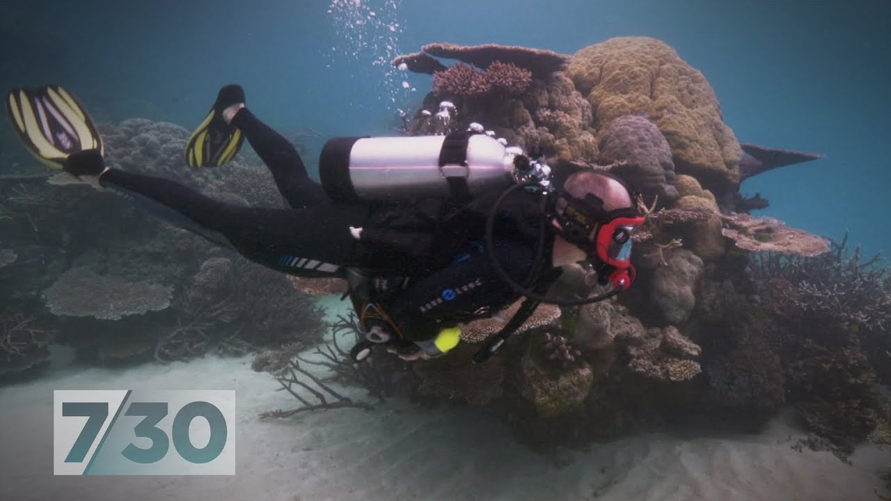 climate change projections Great Barrier Reef in danger of another mass coral bleaching event in 2019 | 7.30