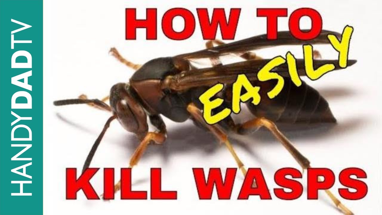 How To Kill A Wasp In Your House Without Getting Stung