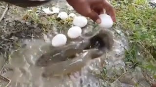 Çi̇ğ Yumurta İle Balik Tutmak