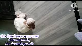 laryngeal paralysis or vocal cord paralysis in dogs how dog express symptom, noisy breathing in dogs