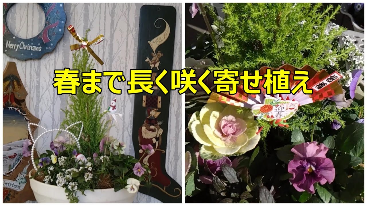 春まで長く咲く寄せ植え 一鉢でクリスマスとお正月の寄せ植え - YouTube