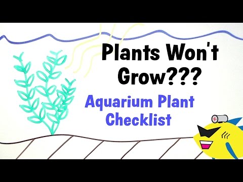 Video: Why Plants Don't Grow In The Aquaium