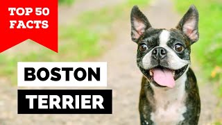99% of Boston Terrier Owners Don't Know This
