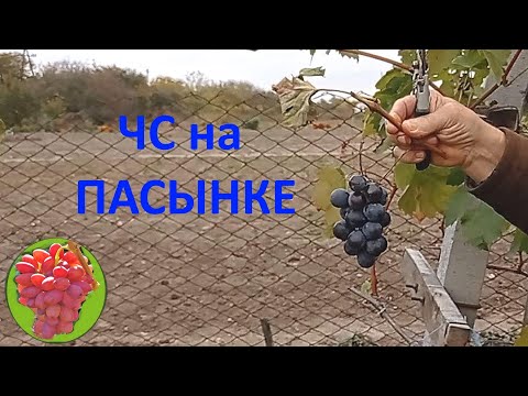 Видео: Видове кали (30 снимки): бордо и розово, червено и 