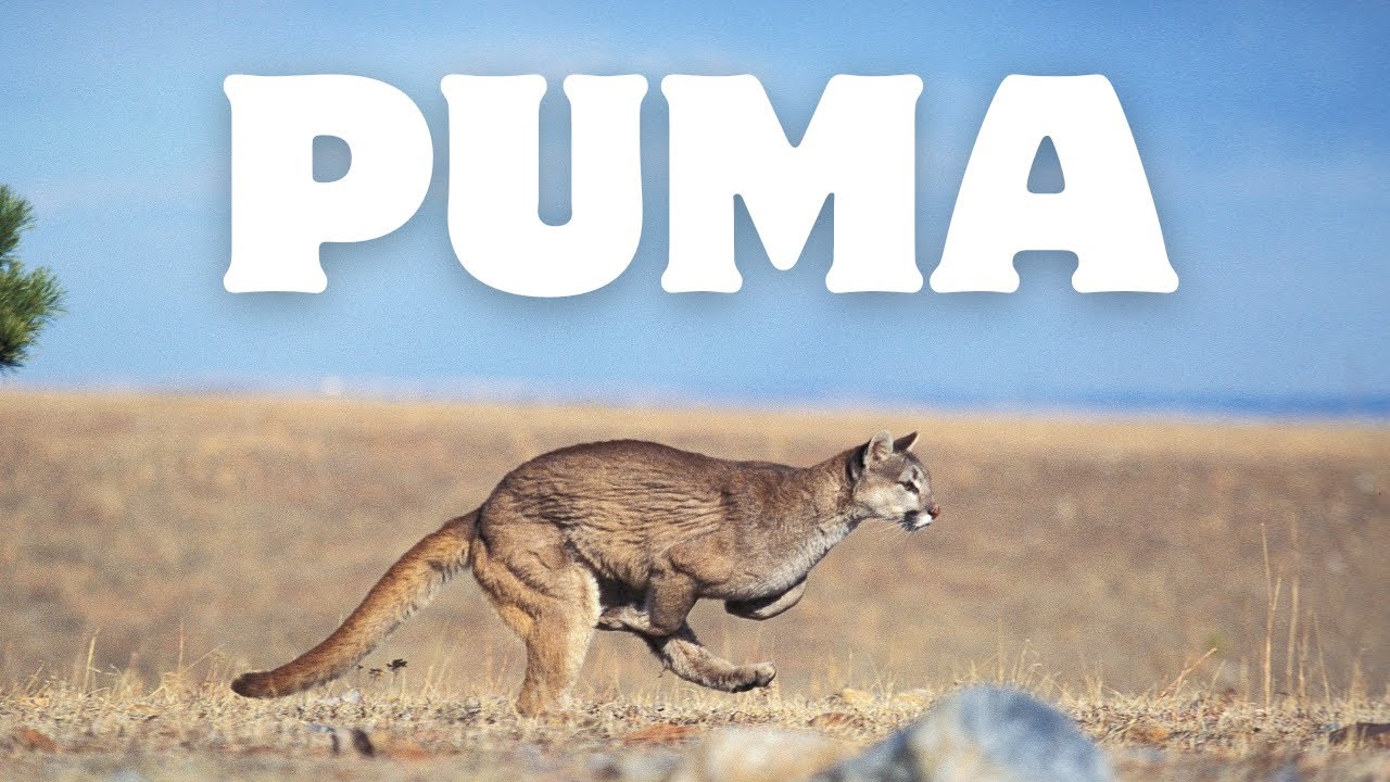 アバウトアニマルズ ピューマ アバウトアニマルズ ピューマ アバウトアニマルズ ピューマ Arizona