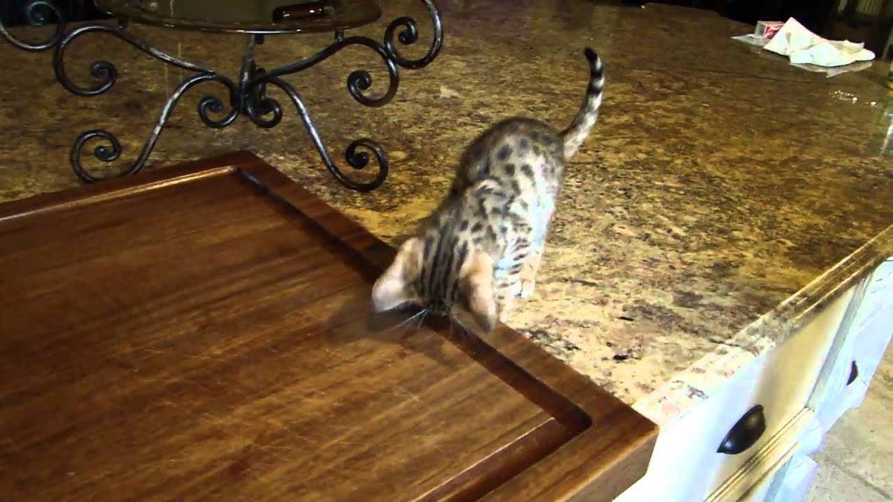 video phone beyonce mp3 Savannah cat eating
