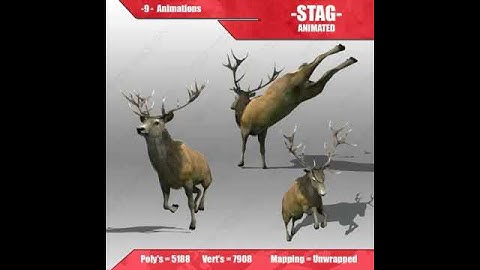 Stag Animated 3D model from CGTrader.com