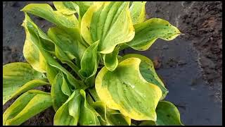 #хоста #ГолденТиара / Хоста Голден Тиара ( лат. hosta Golden Tiara) в дизайне клумбы