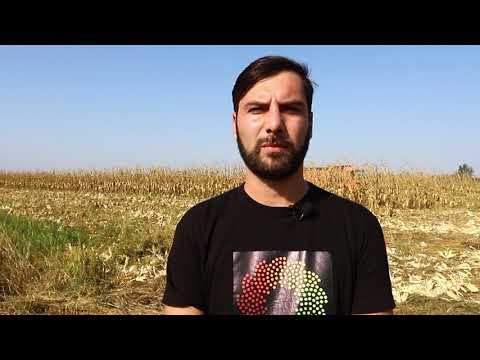 კარტლისი ხობი სიმინდი