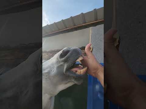 الصراع مستمر خيل