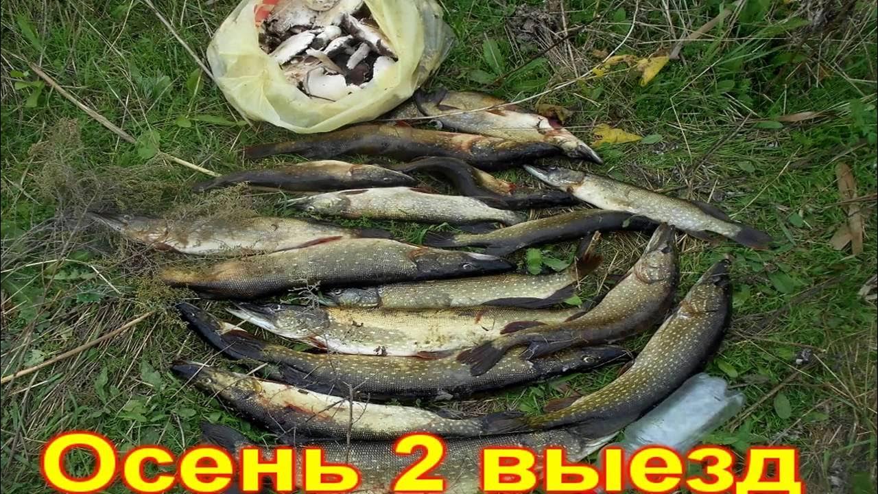 Осень 1 Снасточка с мёртвой рыбкой на щуку - YouTube