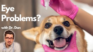 Dr. Dan Explains Dog Scratched Eyes