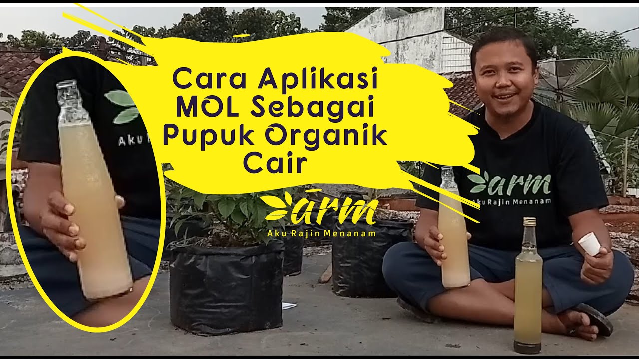  Cara  Aplikasi  MOL Mikro Organisme Lokal Pada Tanaman 