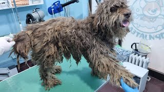 We Removed Hundreds Of Ticks From This Matted Dog