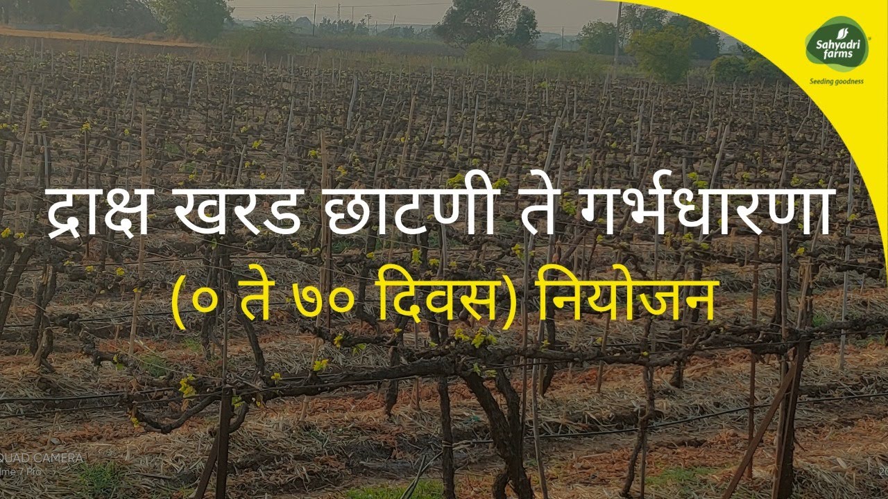 द्राक्ष खरड छाटणी ते गर्भधारणा (० ते ७० दिवस) - Grape Pruning Part -2 (0 to 70 Days )