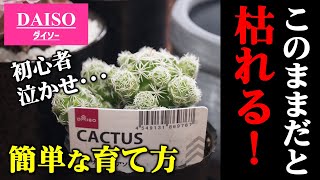 【知らなきゃ損！】100均のサボテンの育て方【ダイソー園芸】【多肉植物の植え替え】