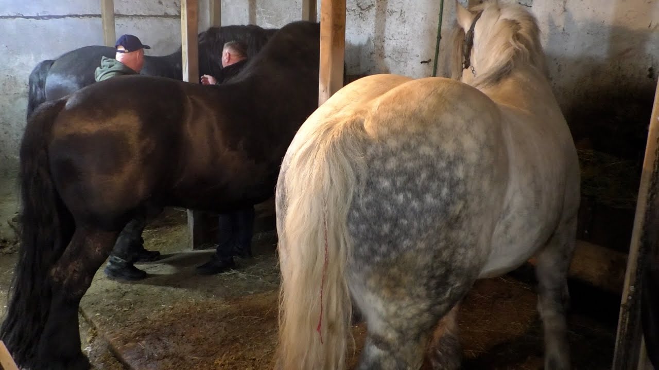 - AKO DUCELJA ZEKANU PRIPARI MAKSA BIĆE PRVAK BALKANA -