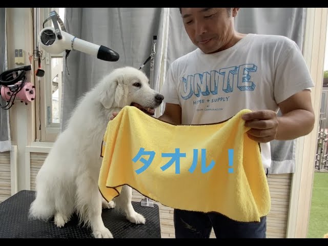 吸水性の高いタオル グレートピレニーズ