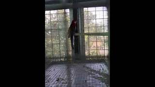 Exotic Birds Gas Parakeet Rosella Birds From