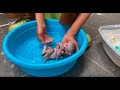 Mother bathing for Baby monkey Boyboy so sweet