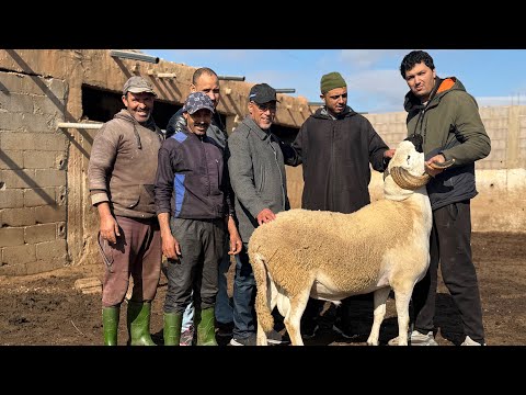 خير كتير ماشاء الله من ضيعة الحاج محمدكمال صاحب تاني أحسن خروف في المغرب لسنة2025 فحول في المستوى