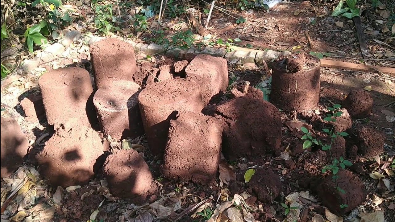 Início Do Cultivo Preparação Da Terra Primeiros Passos!! #99 ( GORDÃO THC )