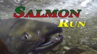 Goldstream B.C. Salmon Run