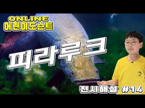 [어린이 도슨트14] 피라루크 Pirarucu - 11기 서용준