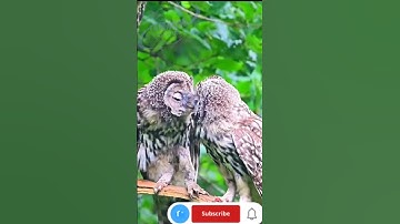 Barred Owls Stunning Facts and Amazing Calls You Need to Hear
