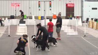 9th Annual Border Battle Bash Flyball tournament - Race 47 Saturday May 8th 2016