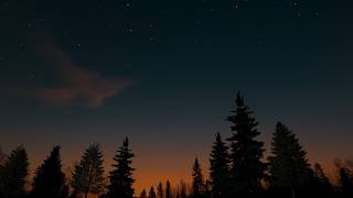 Soft Chirping, Cricket Sound and Twilight Forest ASMR Night Ambience for Better Sleep & Relaxation