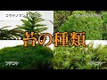 【苔(コケ)の種類】テラリウム用や水槽の苔紹介(育て方)