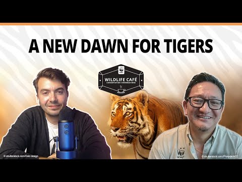 How can we save tigers? Protecting a cultural icon, apex predator, and conservation unifier