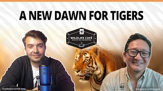How can we save tigers? Protecting a cultural icon, apex predator, and conservation unifier