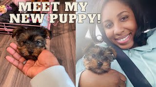 I GOT A NEW PUPPY!| FIRST 48 HOURS W\/ MY YORKIE PUPPY VLOG