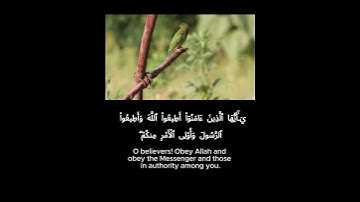 يآأيها الذين ءامنوا أطيعوا الله وأطيعوا الرسول وأولى الأمر منكم | سورة النساء 59
