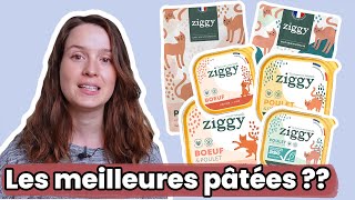 Décryptage Marketing | Ziggy: la nouvelle marque française de pâtées et croquettes pour chat ?