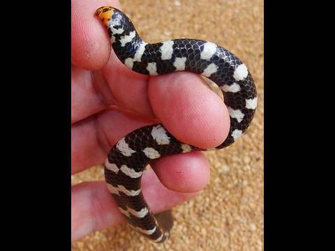Thailand Snakes: Red Tailed Pipe Snake - Awesome Colors 🇹🇭 Thailand  Living - Youtube