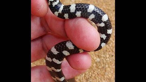 Thailand Snakes: Red Tailed Pipe Snake - Awesome Colors 🇹🇭 Thailand Living