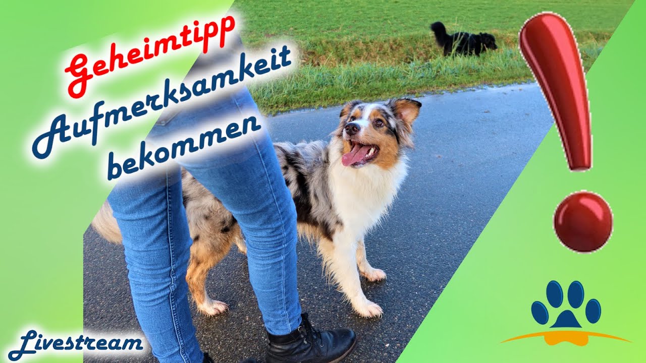 Aufmerksamkeit Deines Hundes bekommen Geheimtipp bei AngstHunden