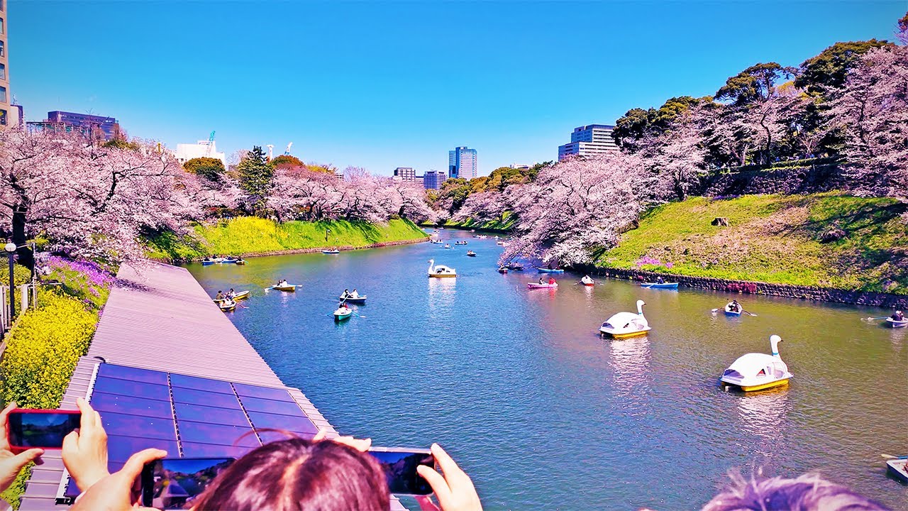 水彩画 (上野公園 2022年 ) 874＊満開の井の頭公園 水彩画 原画 桜の絵 （ヒロちゃん | 藤沢