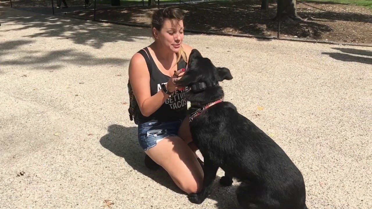 German Shepherd, Kovo! The Best German Shepherd Dog Trainers Off