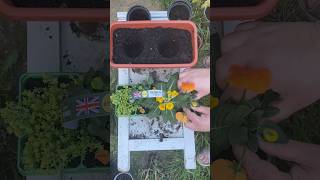 Gardening time #SpringPlants #AmazingColour #LoveGardening #BeautifulViralVideo