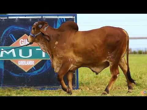 LOTE 38   MUT 6012