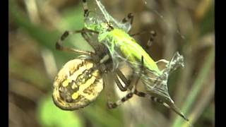 Les  Araignées -  Documentaire Animalier